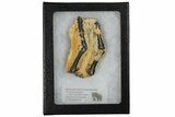 Mammoth Molar Slice With Case - South Carolina #130685-1